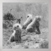 Cheetah's cubs poster (Voorkant)