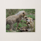 Cheetahs die Puzzle spelen Legpuzzel (Horizontaal)