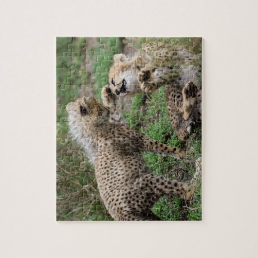 Cheetahs die Puzzle spelen Legpuzzel (Verticaal)
