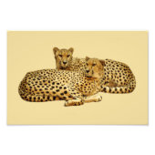 Cheetahs Foto Afdruk (Voorkant)