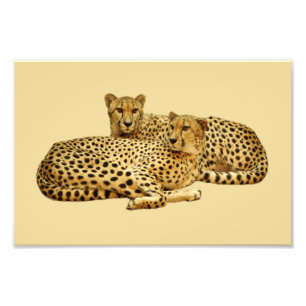 Cheetahs Foto Afdruk