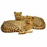 Cheetahs Fotobeeldje Magneet<br><div class="desc">Snijd foto's uit van het loungen van cheeths. achtergrondkleur onder "aanpassen"> Bewerken > achtergrond</div>