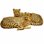 Cheetahs Fotobeeldje Magneet<br><div class="desc">Snijd foto's uit van het loungen van cheeths.  achtergrondkleur onder "aanpassen"> Bewerken > achtergrond</div>