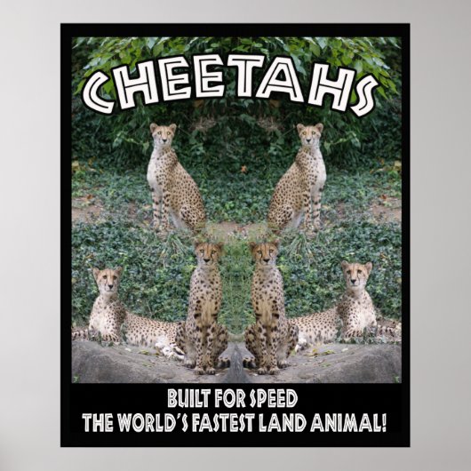 CHEETAHS - GEBOUWD VOOR SNELHEID POSTER (Voorkant)