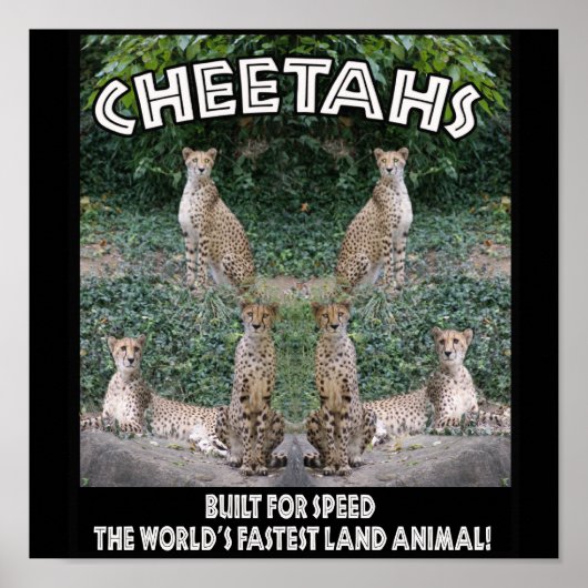 CHEETAHS - GEBOUWD VOOR SNELHEID POSTER (Voorkant)