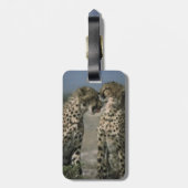 Cheetahs in Love Bagagelabel (Achterkant verticaal)