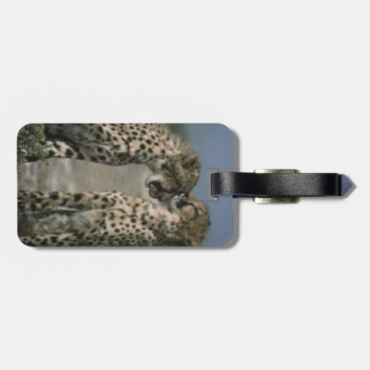 Cheetahs in Love Bagagelabel (Achterkant horizontaal)