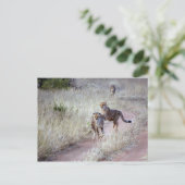 Cheetahs in Namibië Briefkaart (Staand voorkant)