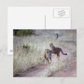 Cheetahs in Namibië Briefkaart (Voorkant / Achterkant)