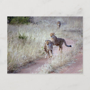 Cheetahs in Namibië Briefkaart
