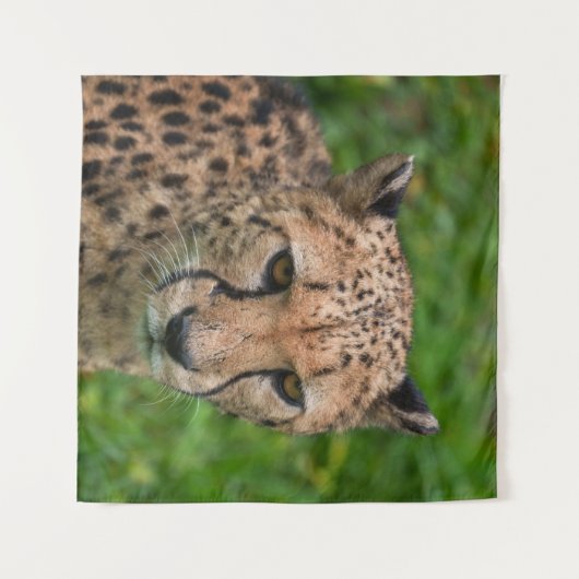 Cheetah's intense blik wandkleed (Voorkant (horizontaal))