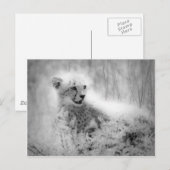 Cheetah's kub briefkaart (Voorkant / Achterkant)