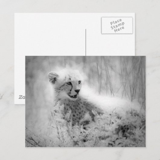 Cheetah's kub briefkaart (Voorkant / Achterkant)
