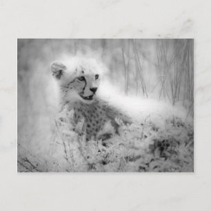 Cheetah's kub briefkaart