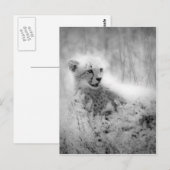 Cheetah's kub briefkaart (Voorkant / Achterkant)