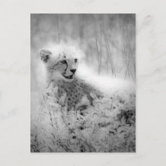 Cheetah's kub briefkaart