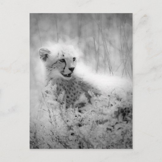 Cheetah's kub briefkaart (Voorkant)