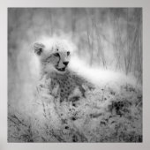 Cheetah's kub poster (Voorkant)