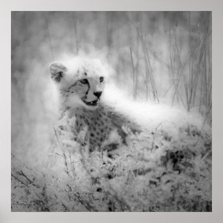 Cheetah's kub poster