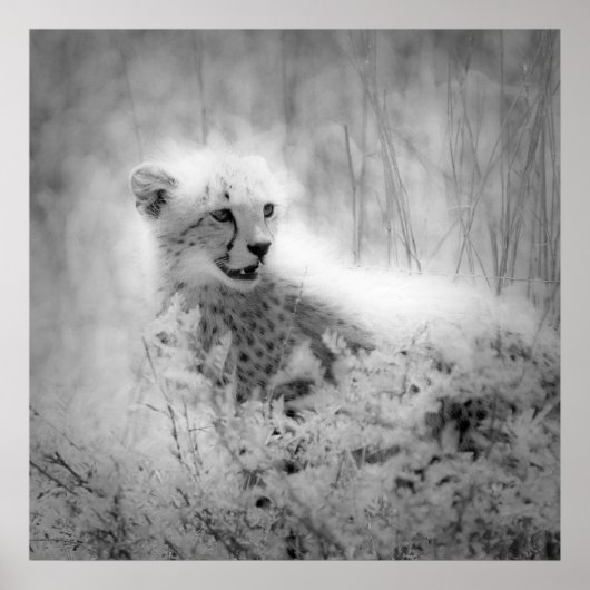 Cheetah's kub poster (Voorkant)