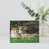 Cheetahs Lounging Grunge Briefkaart (Staand voorkant)