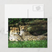 Cheetahs Lounging Grunge Briefkaart (Voorkant / Achterkant)