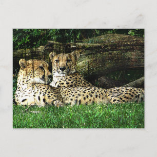 Cheetahs Lounging Grunge Briefkaart