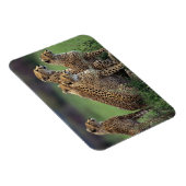 Cheetahs Magnet Magneet (Rechterzijde)