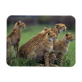 Cheetahs Magnet Magneet (Horizontaal)