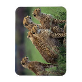 Cheetahs Magnet Magneet (Verticaal)