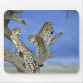 Cheetahs Muismat (Voorkant)