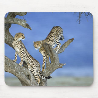 Cheetahs Muismat