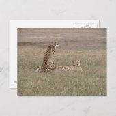 Cheetahs-Ngorongoro-krater Briefkaart (Voorkant / Achterkant)