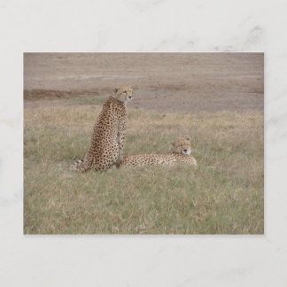 Cheetahs-Ngorongoro-krater Briefkaart