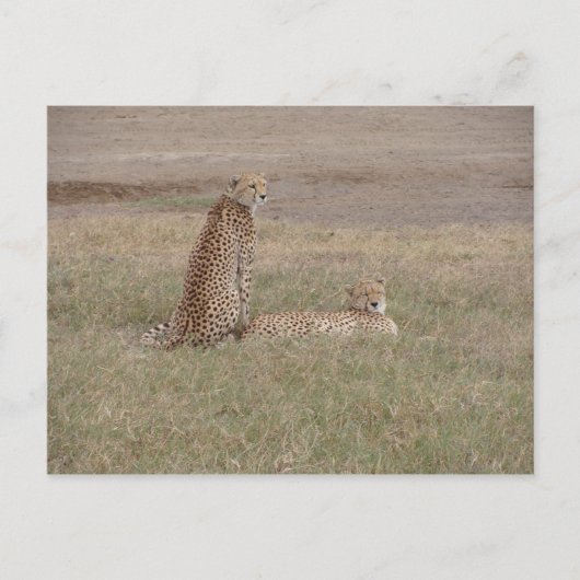 Cheetahs-Ngorongoro-krater Briefkaart (Voorkant)