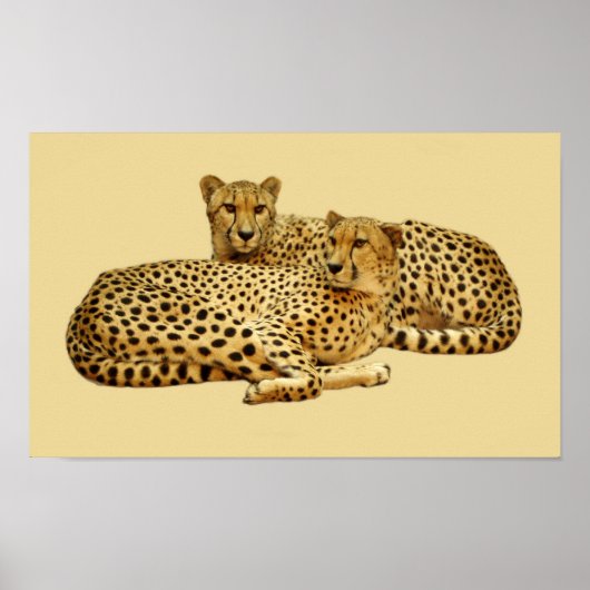 Cheetahs Poster (Voorkant)