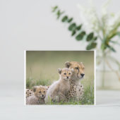 Cheetahs Prospering Briefkaart (Staand voorkant)