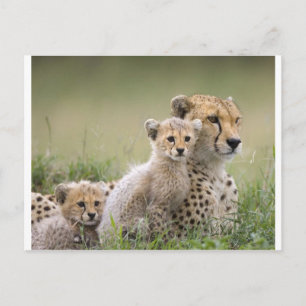 Cheetahs Prospering Briefkaart