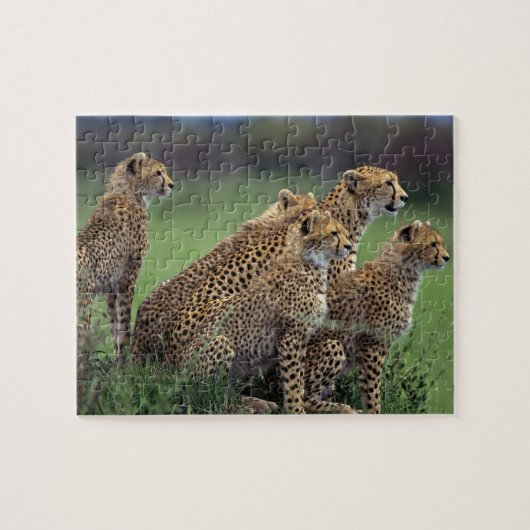 Cheetahs Puzzle Legpuzzel (Horizontaal)