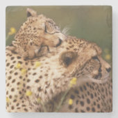 Cheetahs Stone Onderzetter (Voorkant)