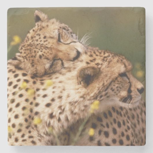 Cheetahs Stone Onderzetter (Voorkant)