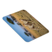 Cheeta's in Serengeti Nationaal Park Tanzania Magneet (Rechterzijde)