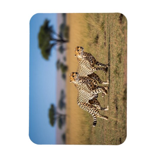 Cheeta's in Serengeti Nationaal Park Tanzania Magneet (Verticaal)