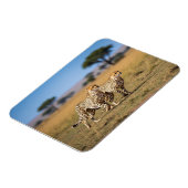 Cheeta's in Serengeti Nationaal Park Tanzania Magneet (Linkerzijde)