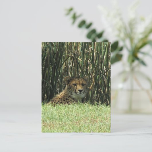 cheetazaad briefkaart (Staand voorkant)