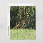 cheetazaad briefkaart (Voorkant / Achterkant)