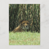 cheetazaad briefkaart (Voorkant)