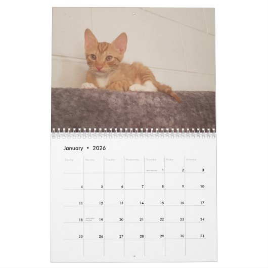 Cheeto Dacutecat 2020-kalender Kalender (Jan 2026)