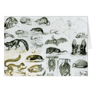 Cheiroptera, Insectivora