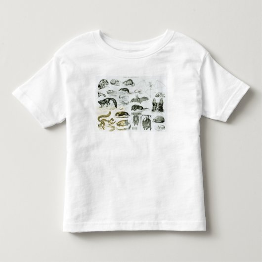 Cheiroptera, Insectivora Kinder Shirts (Voorkant)